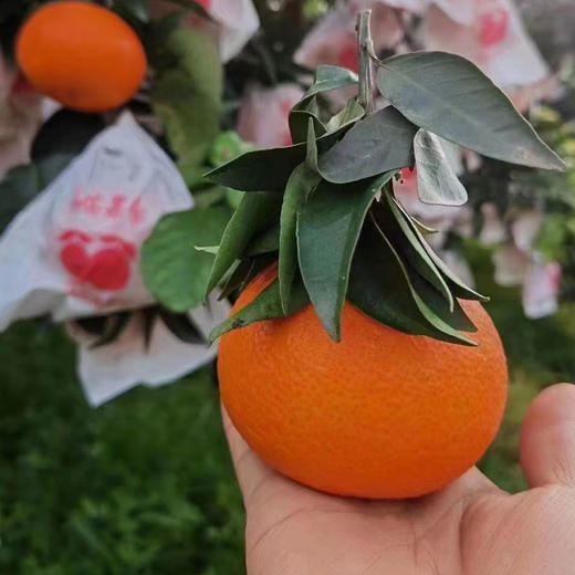 生态水果爱媛果冻橙450g 果肉清甜无渣 京津冀满百包邮 商品图6