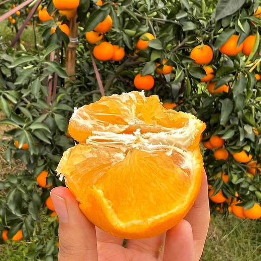 生态水果爱媛果冻橙450g 果肉清甜无渣 京津冀满百包邮 商品图3
