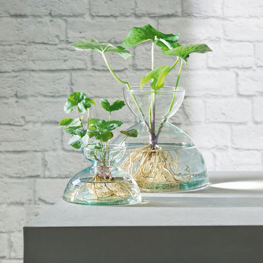 LSA  Canopy 伊甸园合作纯手工玻璃花瓶三件套水培摆件客厅插花器 商品图1