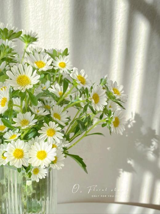 迷你菊 商品图0