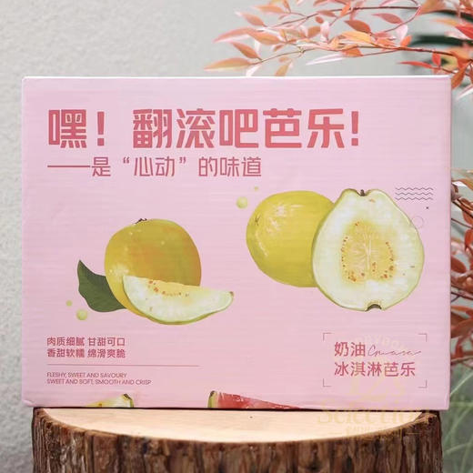 奶油冰淇淋香软芭乐 白心红心番石榴 净重5斤 京东快递 商品图8