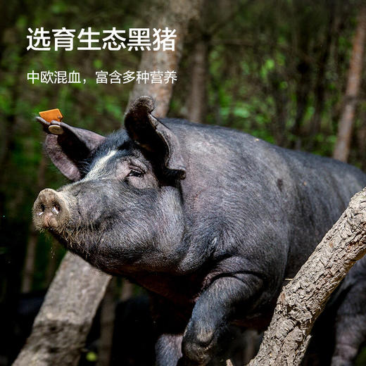京东京造  黑猪肋排600g 京东跑山猪 冷冻免切黑猪肉排骨猪肋骨猪肋条 商品图3