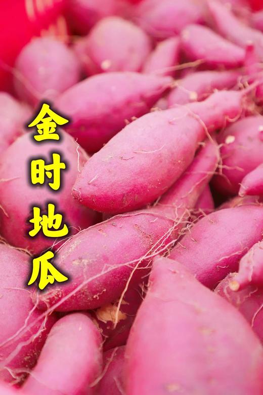 海南 金时地瓜 5斤装 9斤装 商品图2