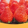 丹东有机草莓自然生长不催熟无农残3斤（净重2.5斤）*2【顺丰包邮】有机认证 商品缩略图3
