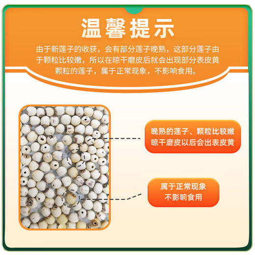 十月稻田 莲子 250g 湘潭去芯磨皮白莲子 干货 桂圆百合银耳羹煲汤食材 商品图5