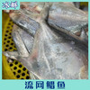 流网鲳鱼 商品缩略图5