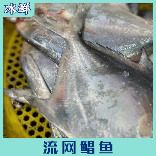流网鲳鱼 商品图5
