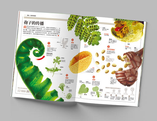 地理图解万物大百科（第一辑）（动植物共6册） 商品图4