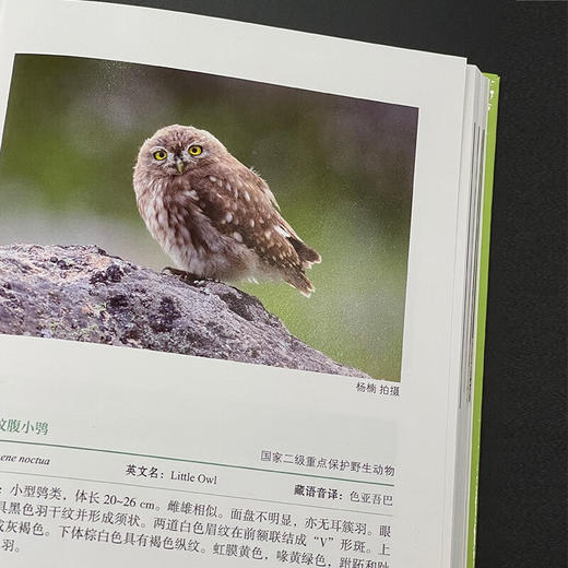 四川格西沟国家自然保护区常见鸟类识别手册 杨楠 刘娇 主编 商务印书馆 商品图2