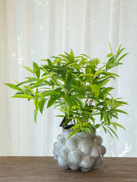 凸圆点盆星点木