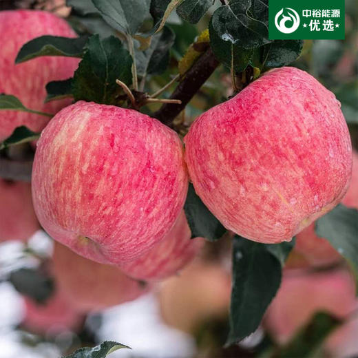 【京东/顺丰】三门峡—灵宝寺河山亚洲高山果园苹果80-85mm 毛重约10斤装 商品图1