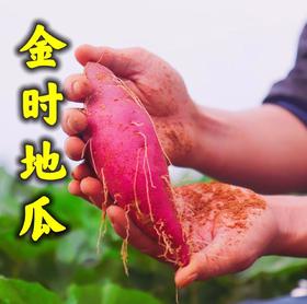 海南 金时地瓜 5斤装 9斤装