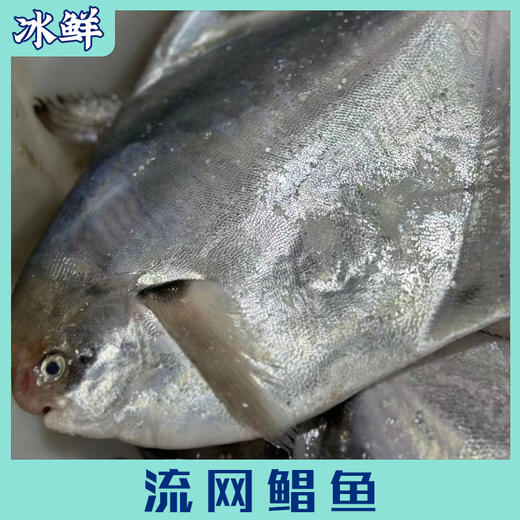 流网鲳鱼 商品图4