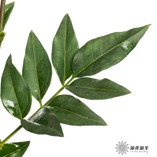 叶材 | 九星叶 商品图5