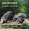 京东京造  黑猪肋排600g 京东跑山猪 冷冻免切黑猪肉排骨猪肋骨猪肋条 商品缩略图4