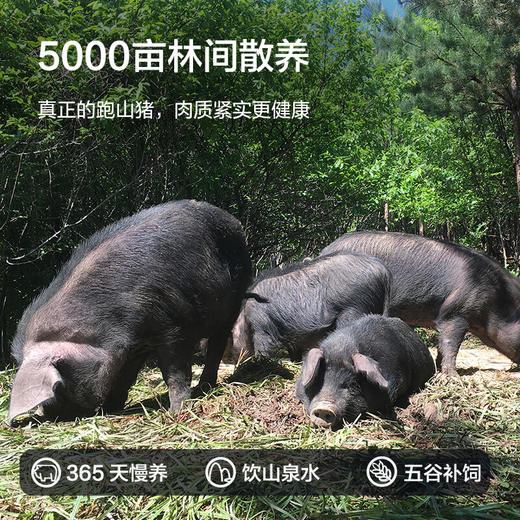京东京造  黑猪肋排600g 京东跑山猪 冷冻免切黑猪肉排骨猪肋骨猪肋条 商品图4