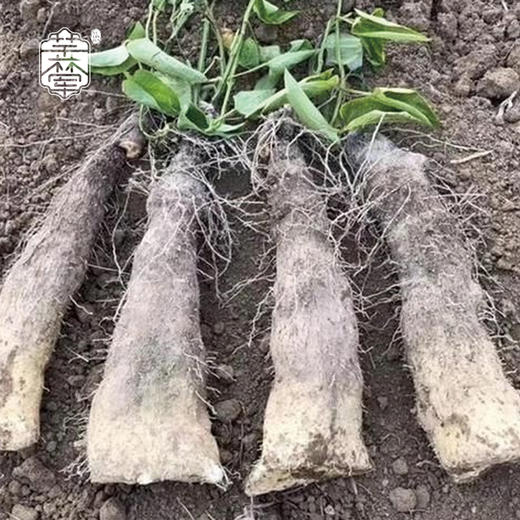 正宗文成山药新鲜蔬菜软韧香品基地直发1000g 商品图2