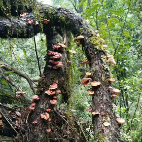 【秦岭野外生长干香菇500g】秦岭大巴山深处 自然生长日光晾晒 肉质细嫩 鲜香味美