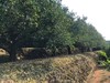 大红袍老树川红橘鲜果（净果重8斤/箱） 商品缩略图4