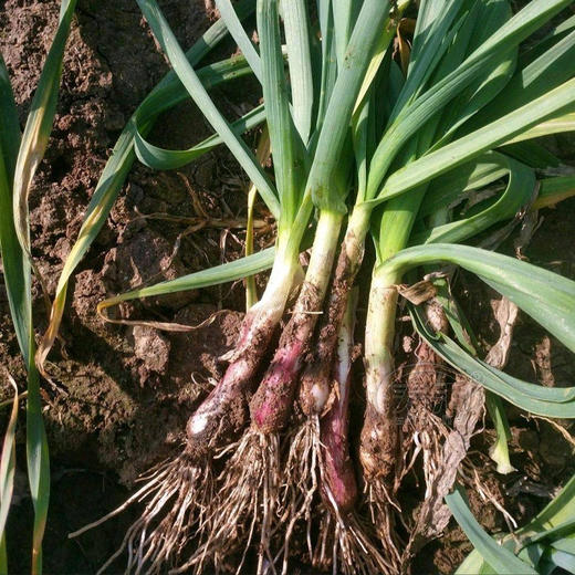 红根蒜苗  4斤（赠送1斤，实发5斤） 商品图1