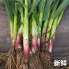 红根蒜苗  4斤（赠送1斤，实发5斤） 商品缩略图0