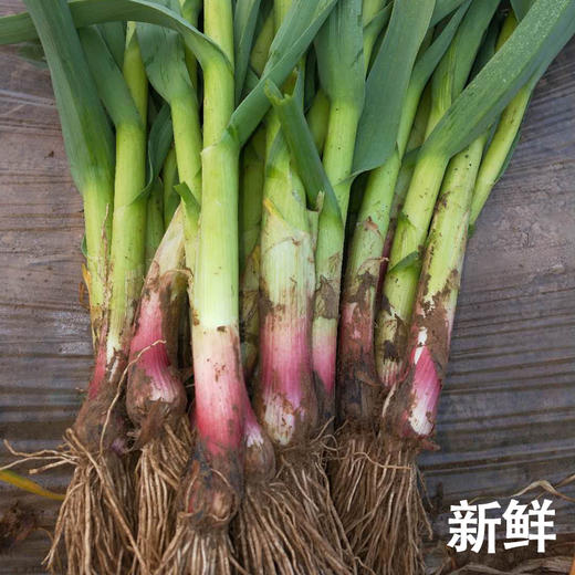 红根蒜苗  4斤（赠送1斤，实发5斤） 商品图0