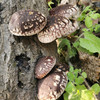 【秦岭野生干香菇500g】秦岭大巴山深处 自然生长日光晾晒 肉质肥厚细嫩 鲜香味美 商品缩略图4