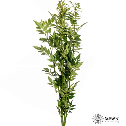 叶材 | 九星叶 商品图8