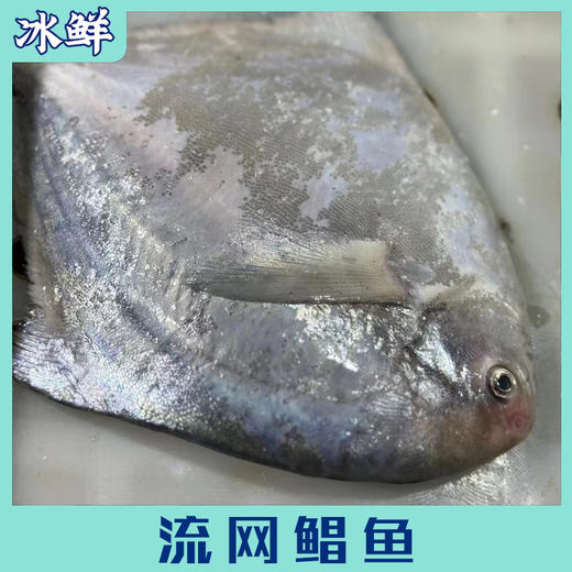 流网鲳鱼 商品图2