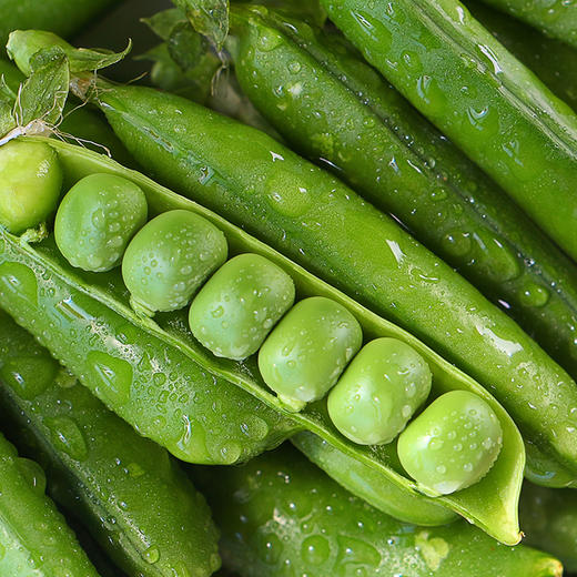 云南高原甜脆豌豆 当季新鲜青豌豆，新鲜采摘，现货现发，不要错过哦！ 商品图3