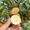 【广西脆蜜金桔】肉质嫩滑、蜜甜怡人，糖心果肉、肉色嫩黄、皮薄肉厚多汁 商品缩略图2