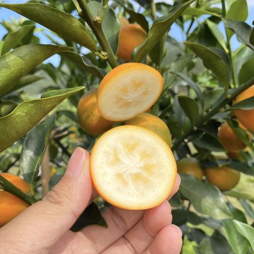 【广西脆蜜金桔】肉质嫩滑、蜜甜怡人，糖心果肉、肉色嫩黄、皮薄肉厚多汁 商品图2