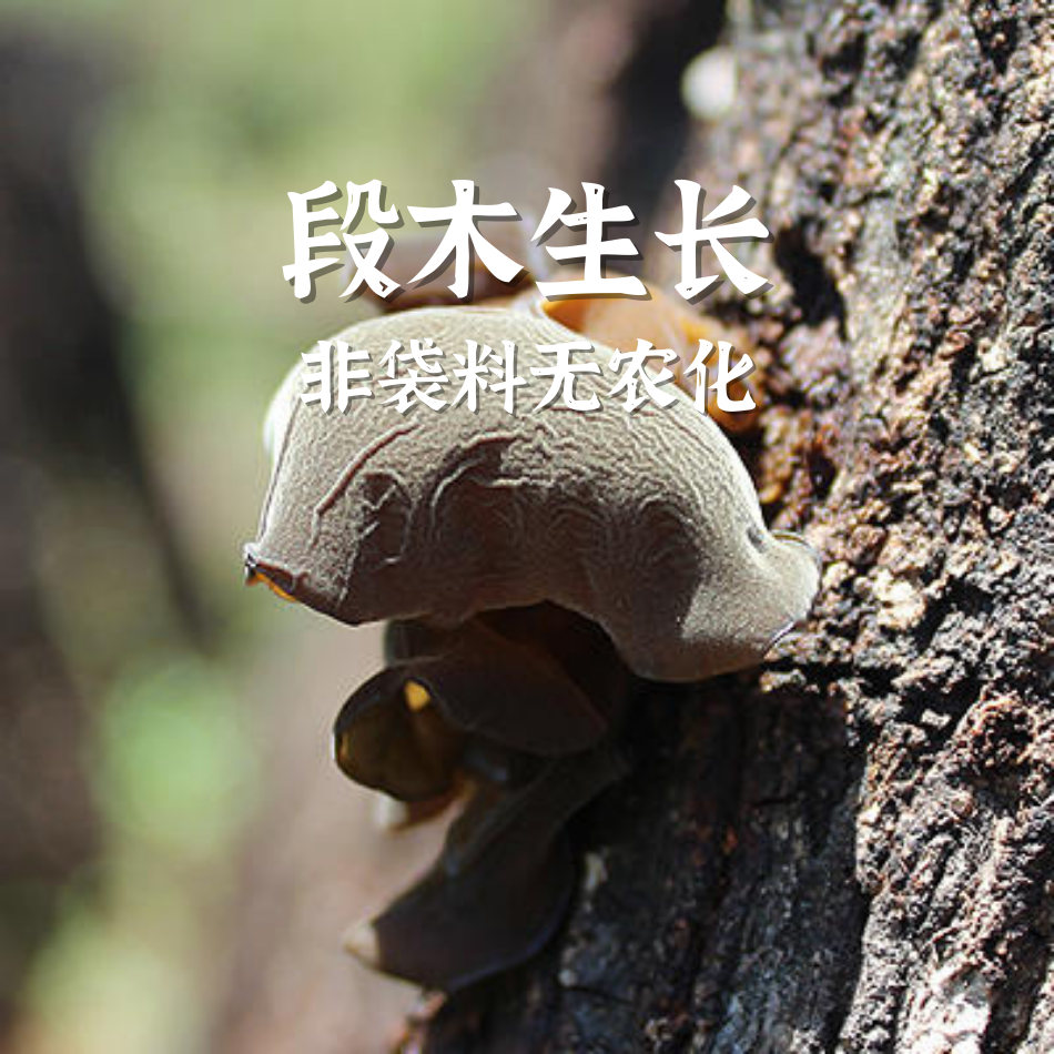 通江段木自然生长黑木耳 | 合作农友生产，产自四川通江大巴山优质青杠木耳小产区，生产者：龙芳荣及其联合耳农 &【公平贸易农人定价】