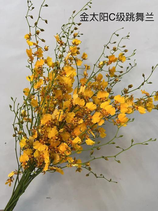 【跳舞兰/文心兰】金太阳-橙色 约10枝/扎  多规格 商品图10