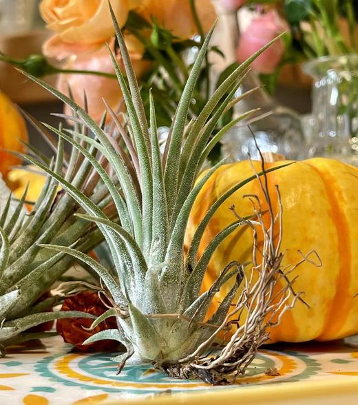 JT空气凤梨 商品图0