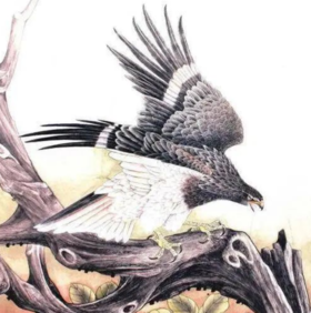  【国画教程】工笔画老鹰《欲翔》画法步骤 