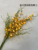 【跳舞兰/文心兰】金太阳-橙色 约10枝/扎  多规格 商品缩略图7