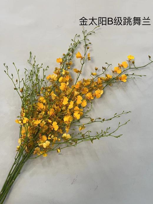 【跳舞兰/文心兰】金太阳-橙色 约10枝/扎  多规格 商品图7