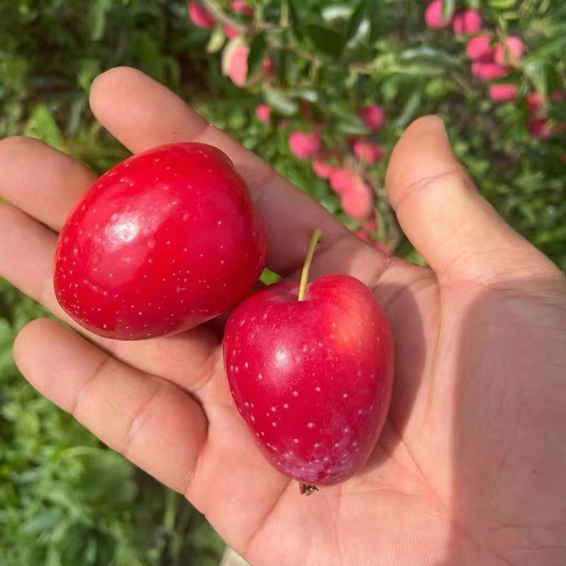 【东北 鸡心果】北纬39°的黄金馈赠  mini版的小苹果 酸酸甜甜，脆爽多汁 水果新鲜整箱当季3/5斤包邮