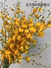 【跳舞兰/文心兰】金太阳-橙色 约10枝/扎  多规格 商品缩略图5