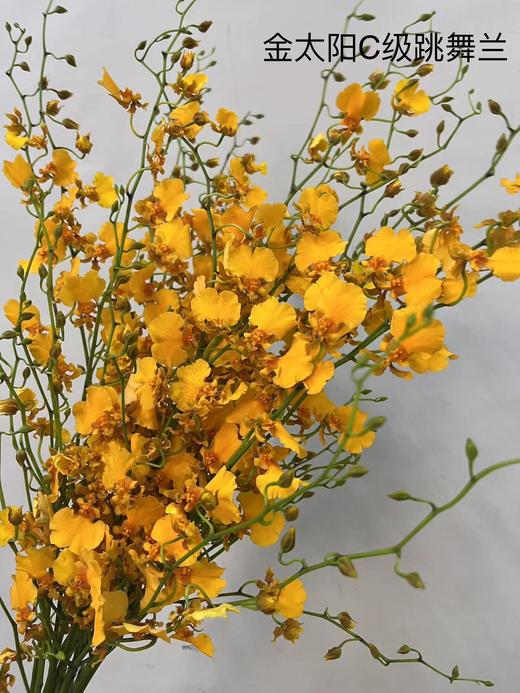【跳舞兰/文心兰】金太阳-橙色 约10枝/扎  多规格 商品图5
