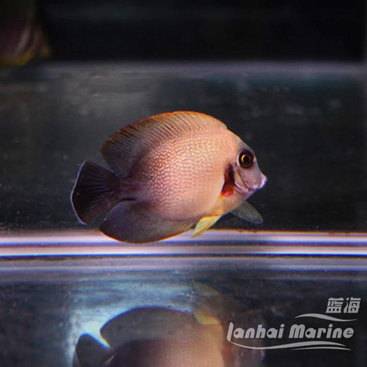 刨苔吊 商品图2