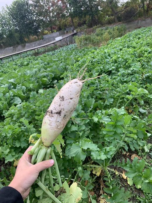 花间村生态萝卜（500克） 商品图1