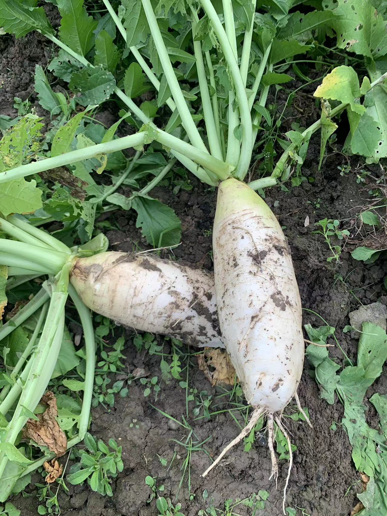 花间村生态萝卜（500克）