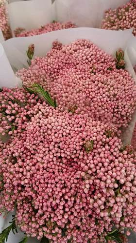 米花粉