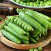云南高原甜脆豌豆 当季新鲜青豌豆，新鲜采摘，现货现发，不要错过哦！ 商品缩略图1