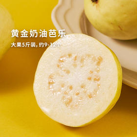 就像在吃奶油冰淇淋！软糯香甜的【黄金奶油芭乐】！