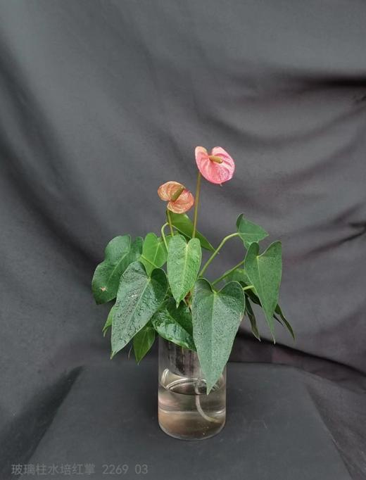 玻璃柱-水培红掌 商品图0
