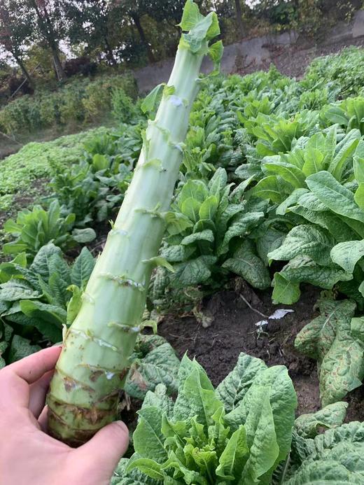 花间村生态莴笋（500克） 商品图0