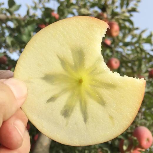 s 阿克苏红旗坡六队冰糖心苹果  多规格可选 商品图3